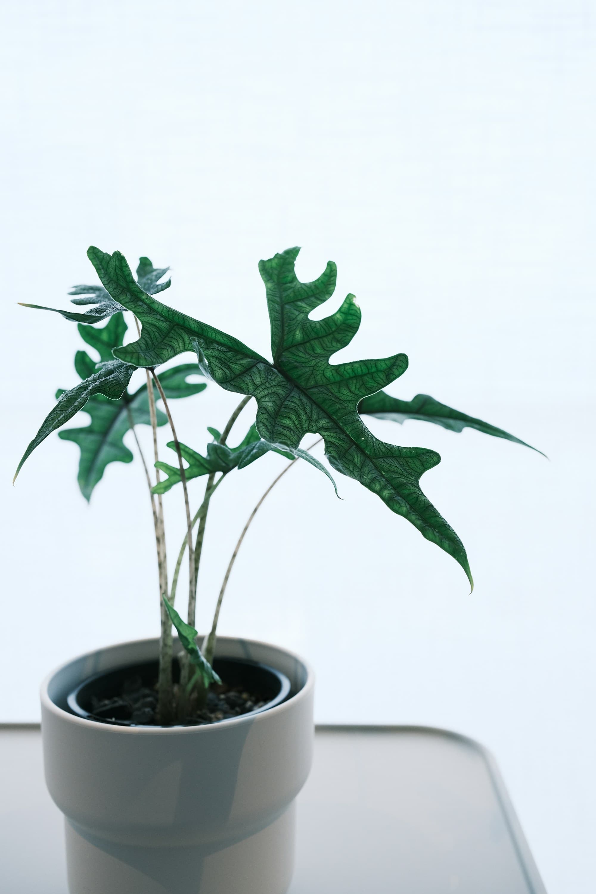 Alocasia jacklyn
