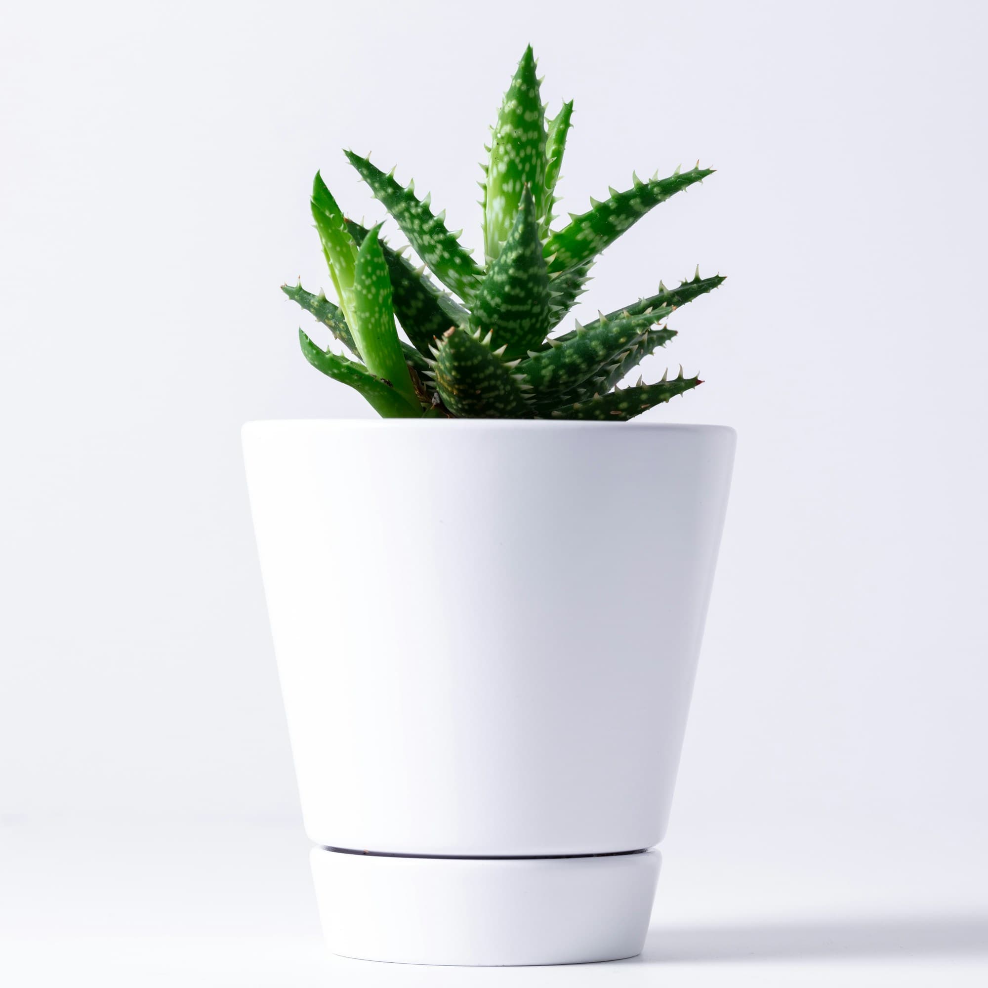 Aloe
