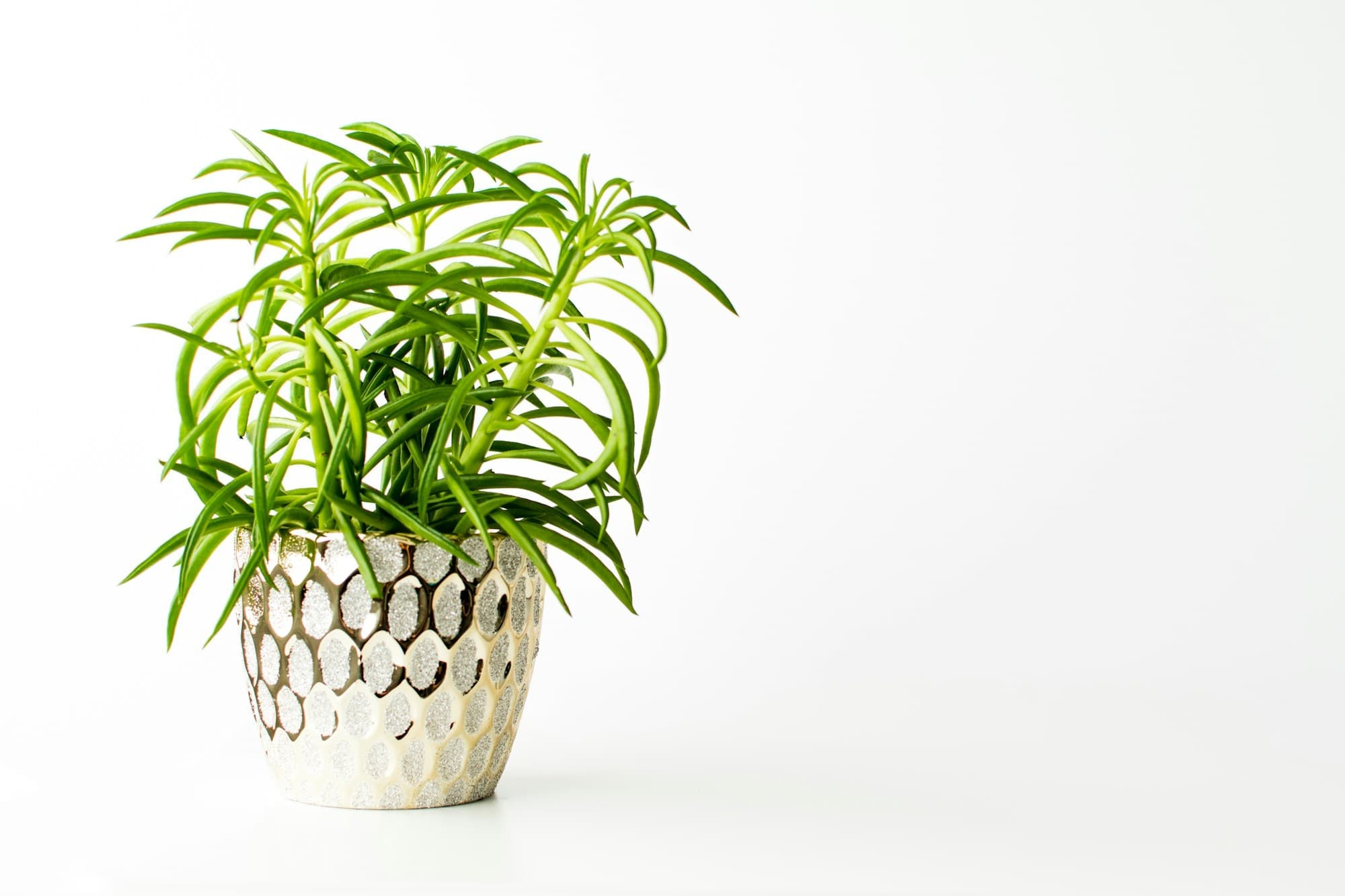 Spider plant