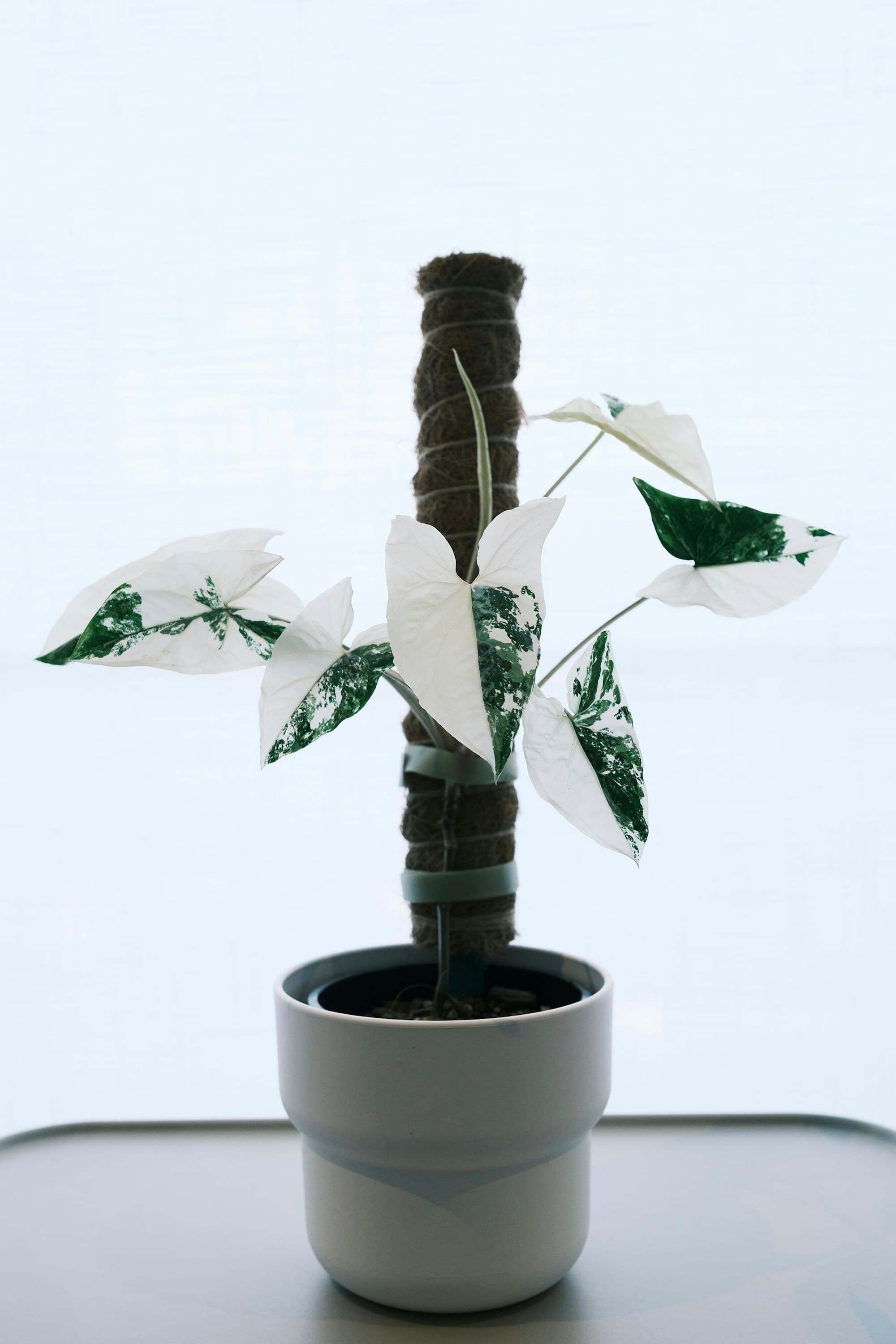 Syngonium albo