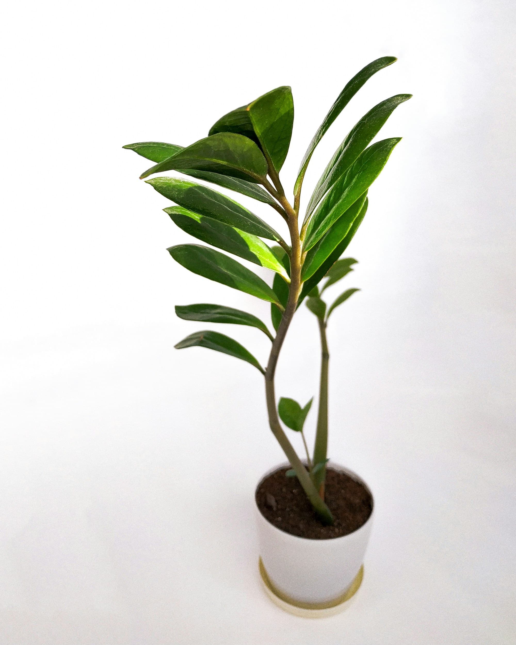 ZZ plant